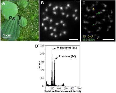 The Ribosomal DNA Loci of the Ancient Monocot Pistia stratiotes L. (Araceae) Contain Different Variants of the 35S and 5S Ribosomal RNA Gene Units